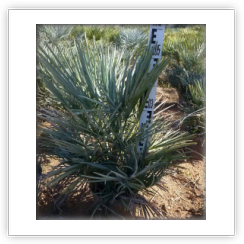 Chamaerops Humilis y Humilis Cerifera
