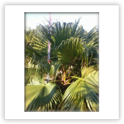 Livistonia Chinensis