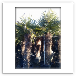 Trachycarpus Fortuney