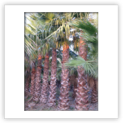 Washingtonia Robusta