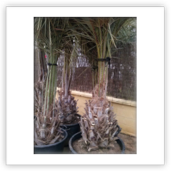 Butia Capitata
