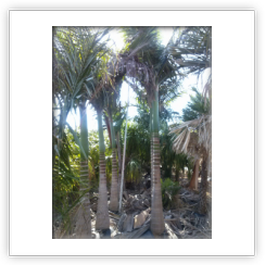 Archontophoenix Cunningamiana