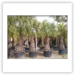 Livistonia Decipiens