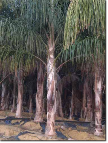 Cocotero Imagen de Palmeras