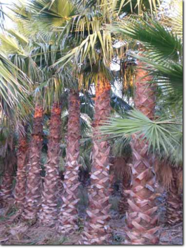 Washingtonia Robusta Cocotero